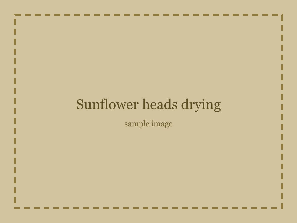 Sample placeholder image: Sunflower heads drying.